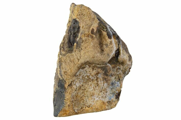 Fossil Dinosaur (Triceratops) Shed Tooth - Montana #341136